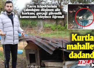 Yavru Köpeklerin Çalındığını Düşünen Aile Şoke Oldu: Güvenlik Kamerası Kayıtları Ortaya Çıktı news-11112024-183614