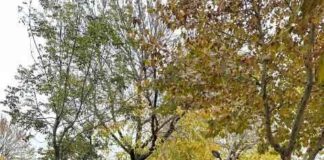 Sakarya Başkanı Oğuz Can Curoğlu: Sorunların Çözümü İçin Sahadayız news-18112024-042518