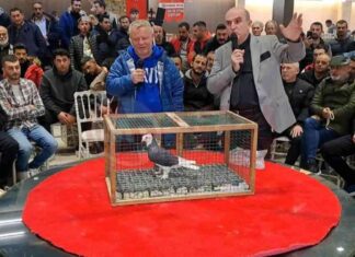 Tepeli Kostüm Güvercinleri Festivali 2022: Tarihler ve Detaylar news-18112024-133122