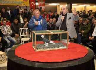 Sakarya Güvercin Yarışı ve Derece Alanlar – Sonuçlar ve Detaylar news-18112024-133150