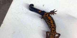Sakarya’da Pürtüklü Semenderin Nesli Tükenmekte Olan Popülasyonu Tespit Edildi. news-19112024-224950