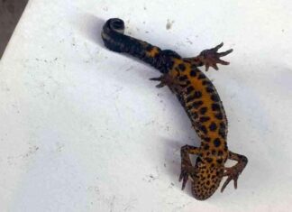 Sakarya’da Pürtüklü Semenderin Nesli Tükenmekte Olan Popülasyonu Tespit Edildi. news-19112024-224950