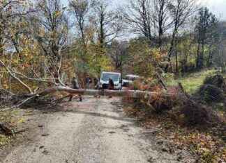 Sapanca’da Ağaç Devirme Olayı ve Sonuçları – Haberleri ve Güncel Durumlar news-22112024-074834
