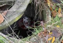 Sokak Köpeğine Yardım İçin İtfaiye Ekipleri Seferber Oldu news-27112024-112730