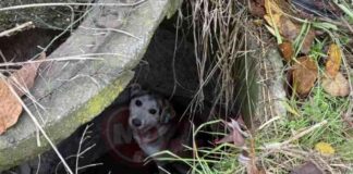 Sokak Köpeğine Yardım İçin İtfaiye Ekipleri Seferber Oldu news-27112024-112730