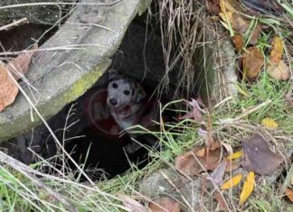 Sokak Köpeğine Yardım İçin İtfaiye Ekipleri Seferber Oldu news-27112024-112730