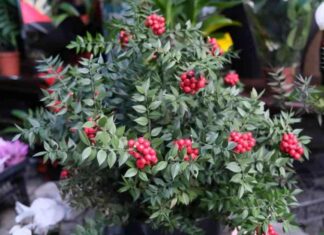 Yılbaşının Simgesi Kokina Çiçeği: Tezgahları Süslemeye Başladı news-27112024-142904