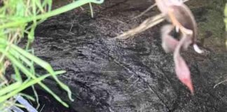 Sakarya’da Kuyuya Düşen Köpeği İtfaiye Kurtardı – Kurtarma Hikayesi news-28112024-053623