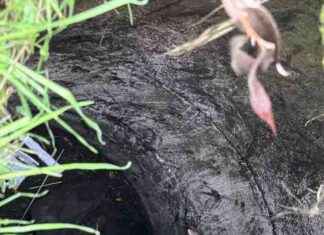 Sakarya’da Kuyuya Düşen Köpeği İtfaiye Kurtardı – Kurtarma Hikayesi news-28112024-053623