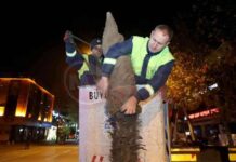 Şehirdeki Palmiyeler İçin Özel Önlemler ve Bakım İpuçları news-29112024-205322