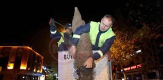 Şehirdeki Palmiyeler İçin Özel Önlemler ve Bakım İpuçları news-29112024-205322