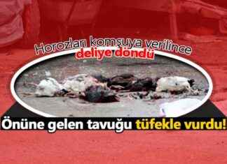 Horozların Tüfekle Dehşet Saçtığı Olay – Tüfek ile Horozları Verilince Olanlar horozlarn-tfekle-dehet-sat-olay-tfek-ile-horozlar-verilince-olanlar