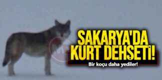 Sakarya’da Kurt Saldırısı: Yaşanan Dehşetli Olayın Detayları sakaryada-kurt-saldrs-yaanan-dehetli-olayn-detaylar