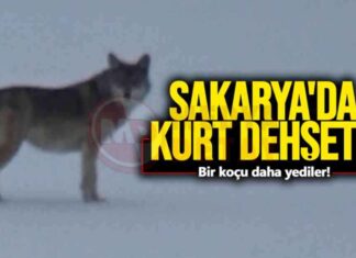 Sakarya’da Kurt Saldırısı: Yaşanan Dehşetli Olayın Detayları sakaryada-kurt-saldrs-yaanan-dehetli-olayn-detaylar