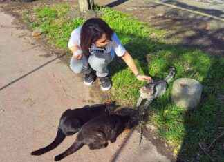 Sokak Hayvanlarına Mama Dağıtımı: Nasıl Yardım Edebilirsiniz? sokak-hayvanlarna-mama-datm-nasl-yardm-edebilirsiniz