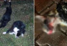 Arazide 6 Köpek ve 1 Kedi Ölü Bulundu – Hayvan Katliamı Olayı İncelemesi arazide-6-kpek-ve-1-kedi-l-bulundu-hayvan-katliam-olay-incelemesi