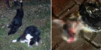 Arazide 6 Köpek ve 1 Kedi Ölü Bulundu – Hayvan Katliamı Olayı İncelemesi arazide-6-kpek-ve-1-kedi-l-bulundu-hayvan-katliam-olay-incelemesi