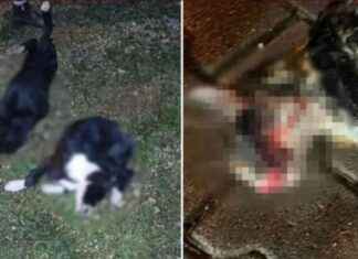 Arazide 6 Köpek ve 1 Kedi Ölü Bulundu – Hayvan Katliamı Olayı İncelemesi arazide-6-kpek-ve-1-kedi-l-bulundu-hayvan-katliam-olay-incelemesi