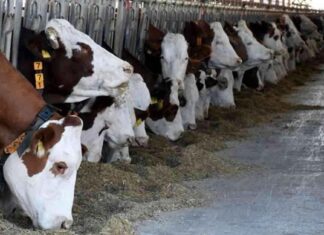 Menengiç ve Sumak Yaprağıyla Metan Emisyonunu Azaltma menengi-ve-sumak-yaprayla-metan-emisyonunu-azaltma