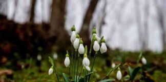 Sakarya’da Kardelenlerin Erken Çiçek Açması – Doğa Haberleri sakaryada-kardelenlerin-erken-iek-amas-doa-haberleri