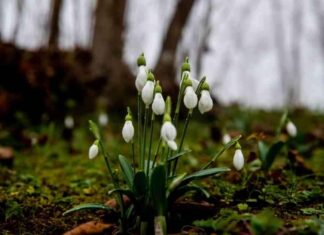 Sakarya’da Kardelenlerin Erken Çiçek Açması – Doğa Haberleri sakaryada-kardelenlerin-erken-iek-amas-doa-haberleri
