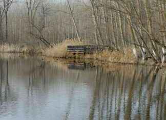 Acarlar Longozu: Geleceğe Taşınarak Korunacak acarlar-longozu-gelecee-tanarak-korunacak