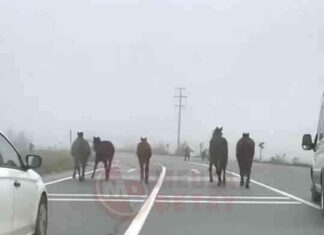 D-140 Yarış Pistinde Hızlı Atlar: İzle! d-140-yar-pistinde-hzl-atlar-izle