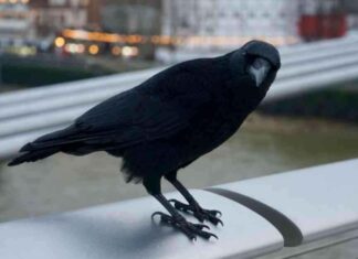 Sakarya’da Kargalar Elektrik Panosu Yangınına Sebep Oldu sakaryada-kargalar-elektrik-panosu-yangnna-sebep-oldu