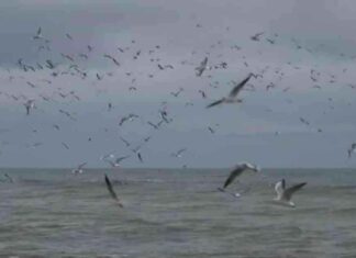 Doğu Kesimlerinde Sağanak, Fırtına ve Kar Yağışı Öngörülüyor dou-kesimlerinde-saanak-frtna-ve-kar-ya-ngrlyor