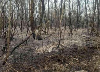 Sakarya’da çıkan yangın Kocaeli’de kontrol altına alındı. sakaryada-kan-yangn-kocaelide-kontrol-altna-alnd
