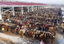 Serdivan’da Şap Hastalığı Endişesi! serdivanda-ap-hastal-endiesi