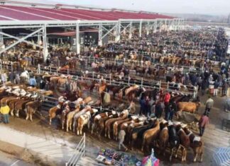 Serdivan’da Şap Hastalığı Endişesi! serdivanda-ap-hastal-endiesi